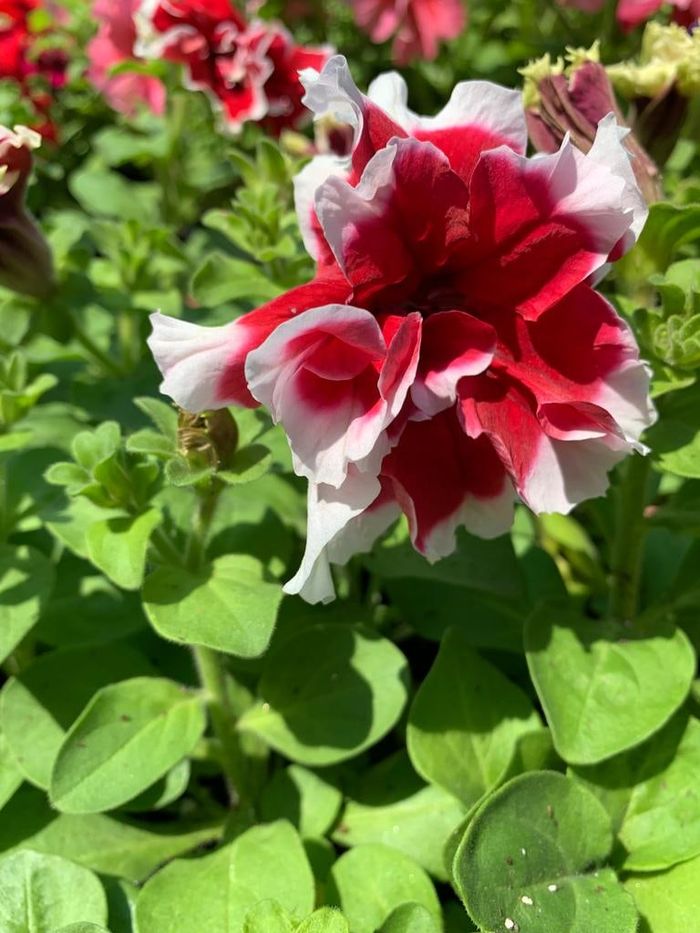 A red and white ruffled petunia