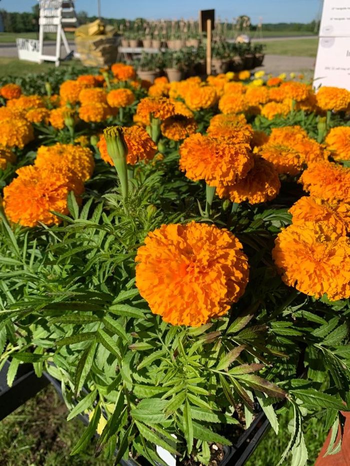 Orange marigolds lined up at the farm market