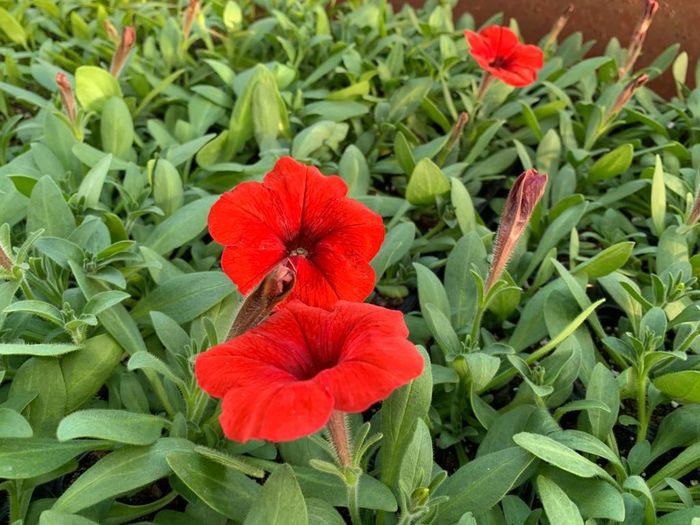 Red petunias in bloom