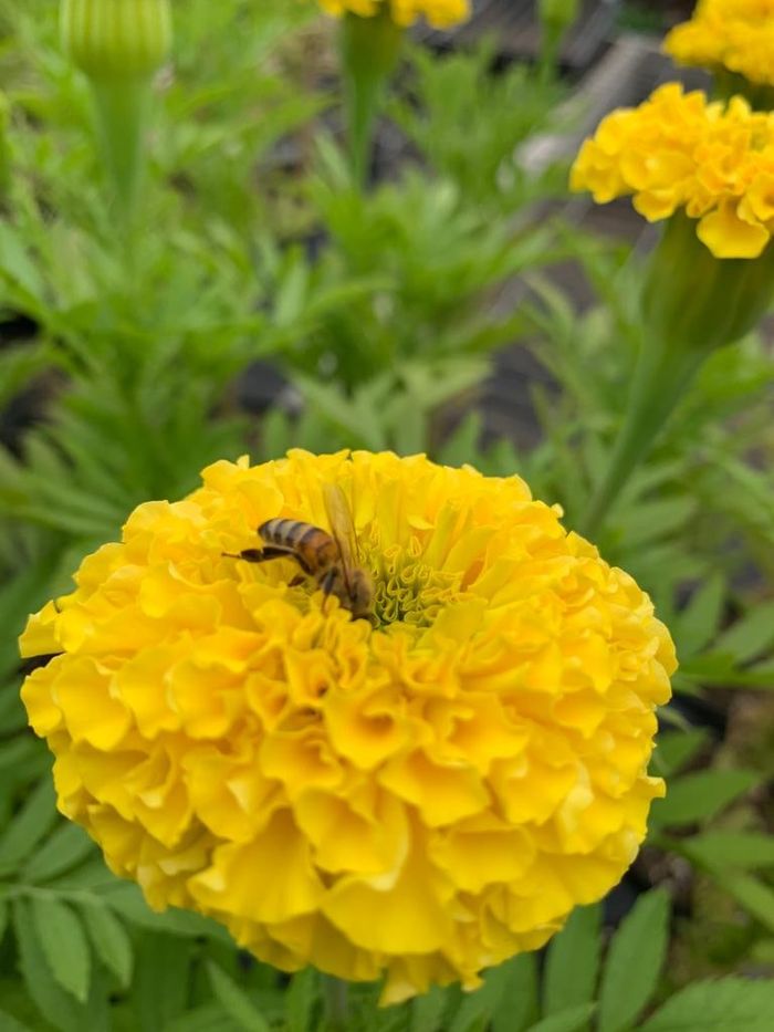 A bee on a yellow marigold