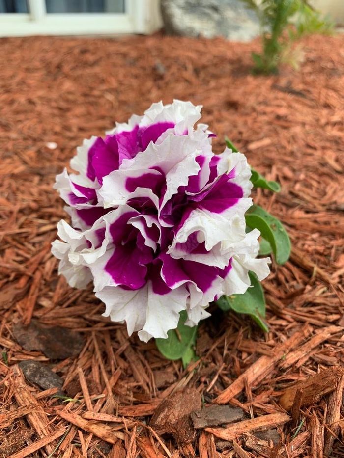 A purple and white ruffled petunia in a flower bed