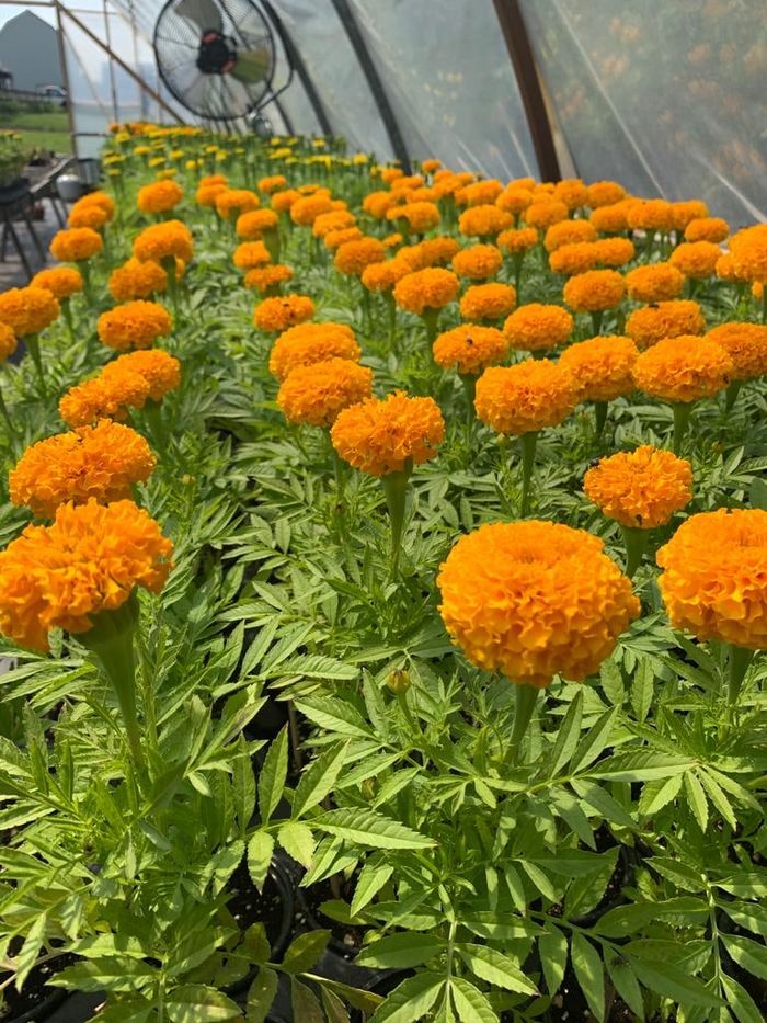 Rows of orange marigolds in the greenhouse