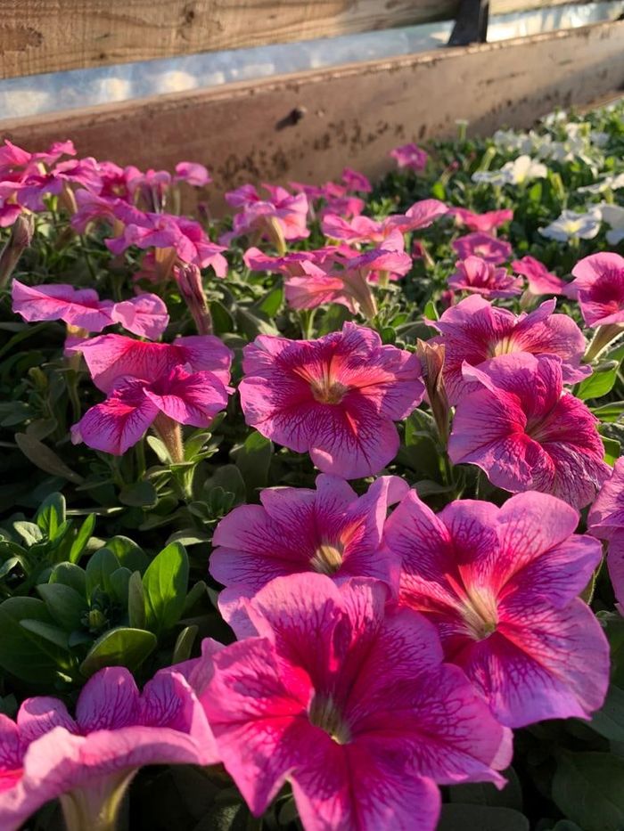 Pink petunias in bloom