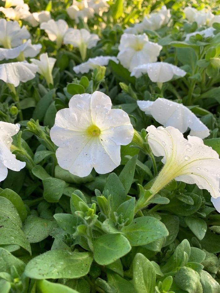 White petunias in bloom