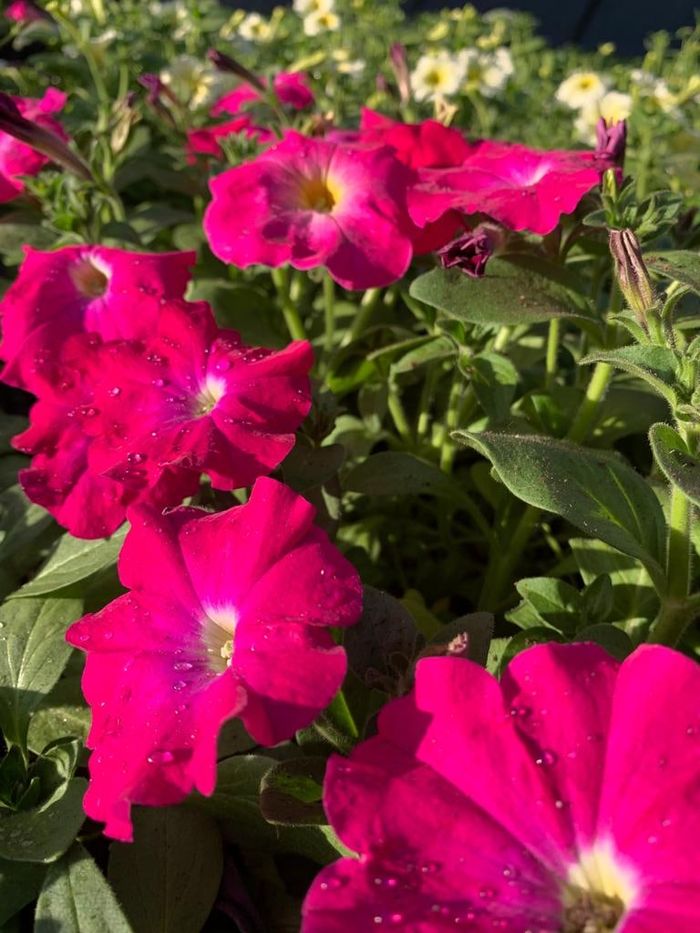 Hot pink petunias in bloom