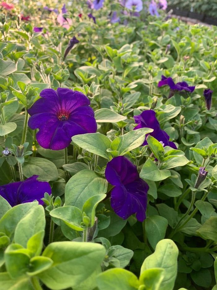 Purple petunias in bloom