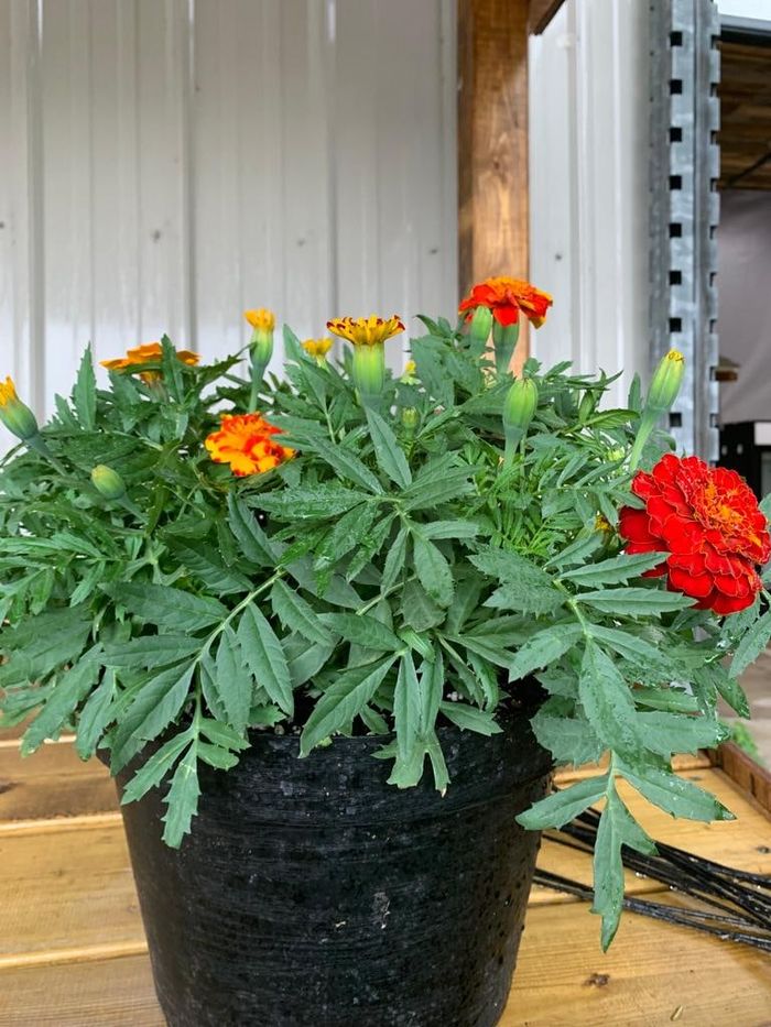 A pot of red and orange marigolds