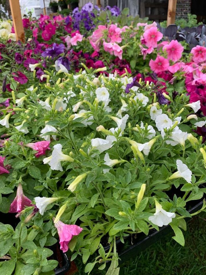 Pink, purple and white petunias ready for sale