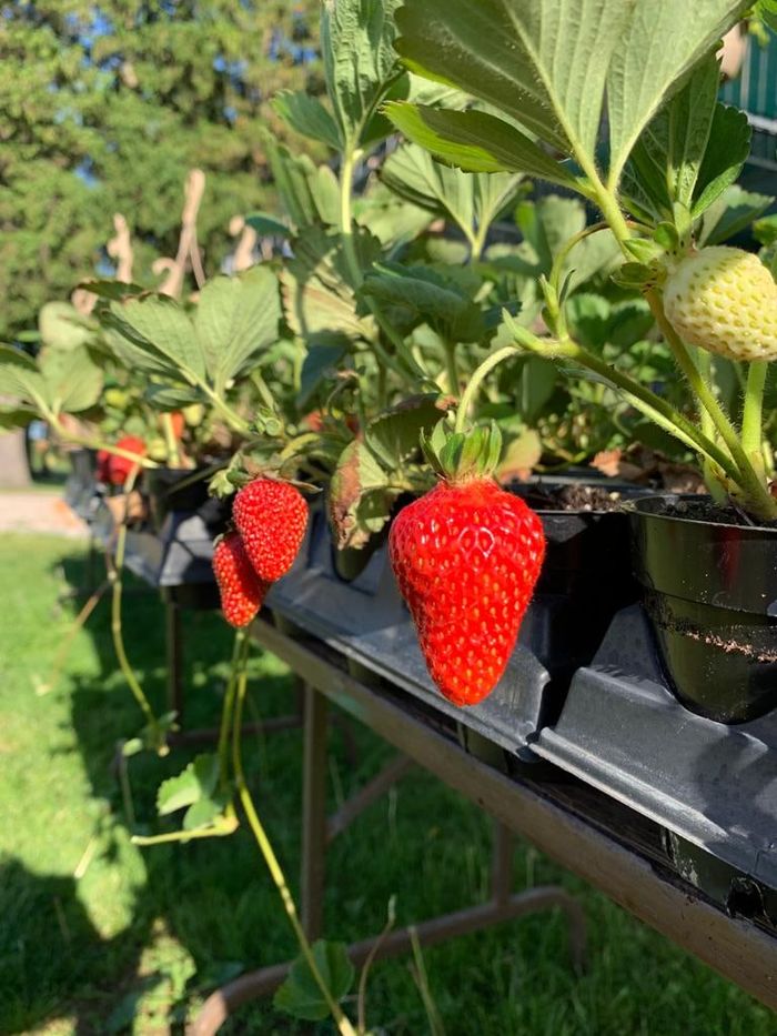 Hanging basket strawberry plants with ripe berries