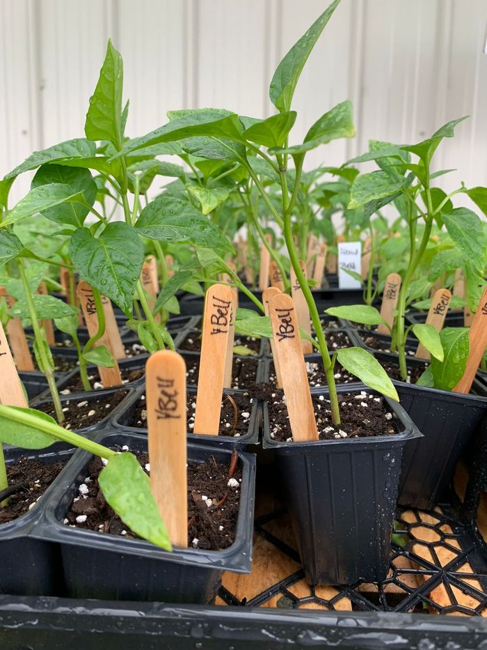 Labelled pepper transplants in pots