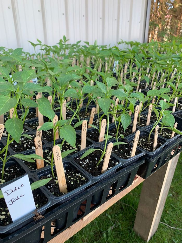 Trays of labelled vegetable transplants