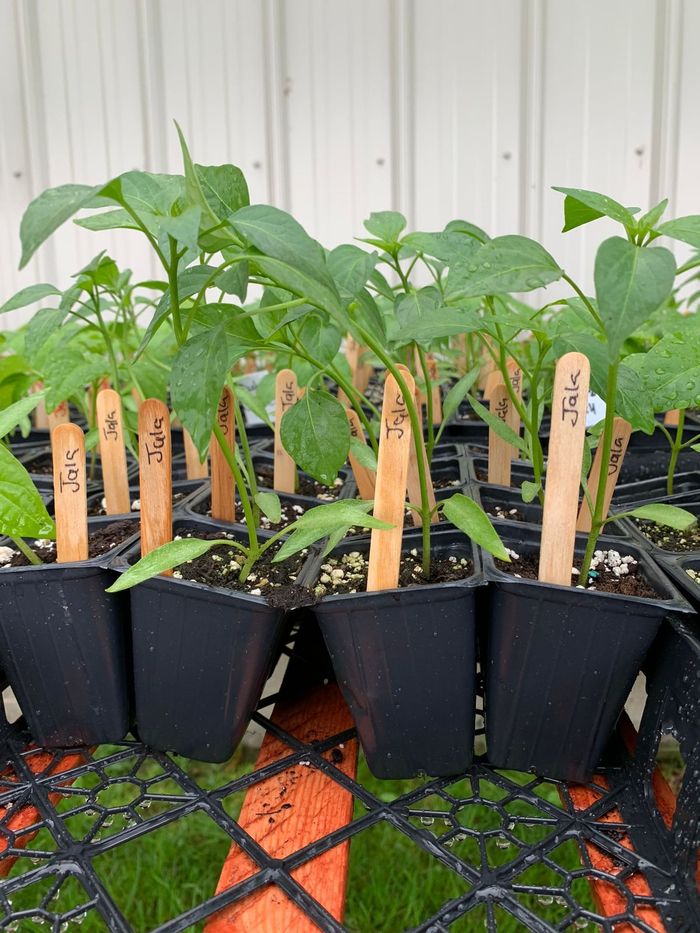 Potted tomato transplants with labels