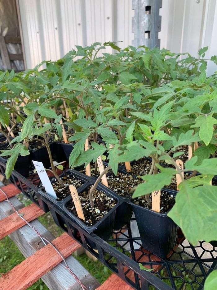 Trays of tomato and vegetable transplants