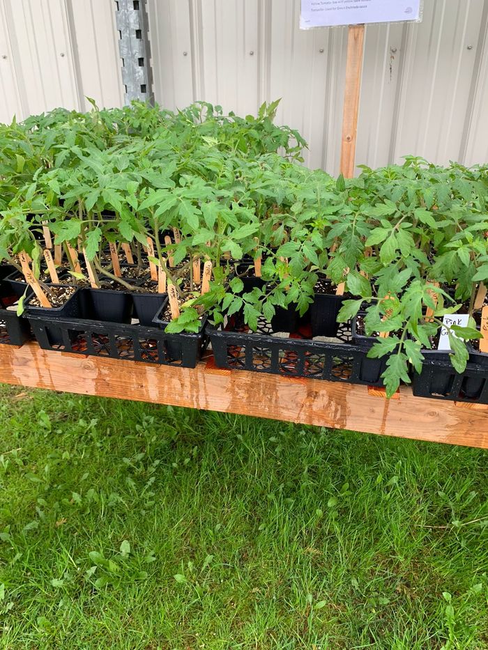 Flats of tomato transplants on a table