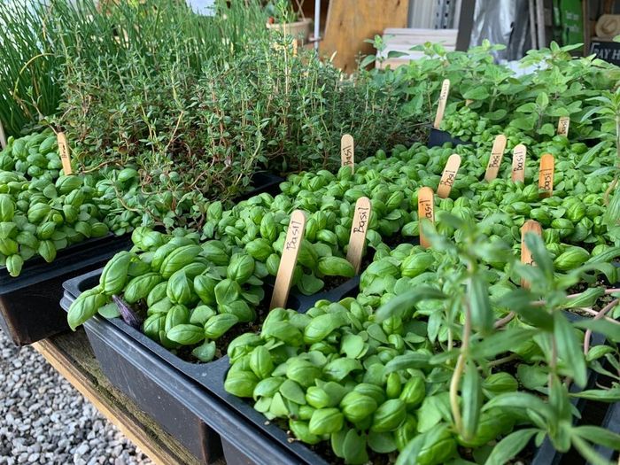 Basil and herb plants for sale