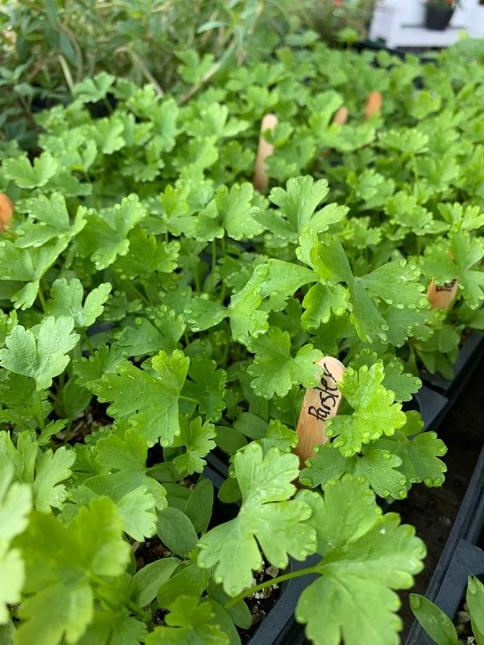 Flats of parsley transplants