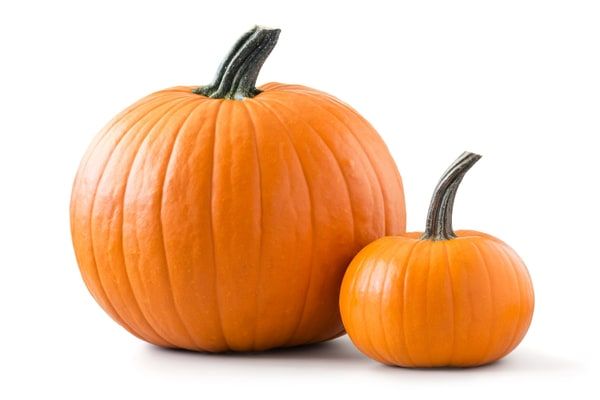 Pumpkins from Peters Produce