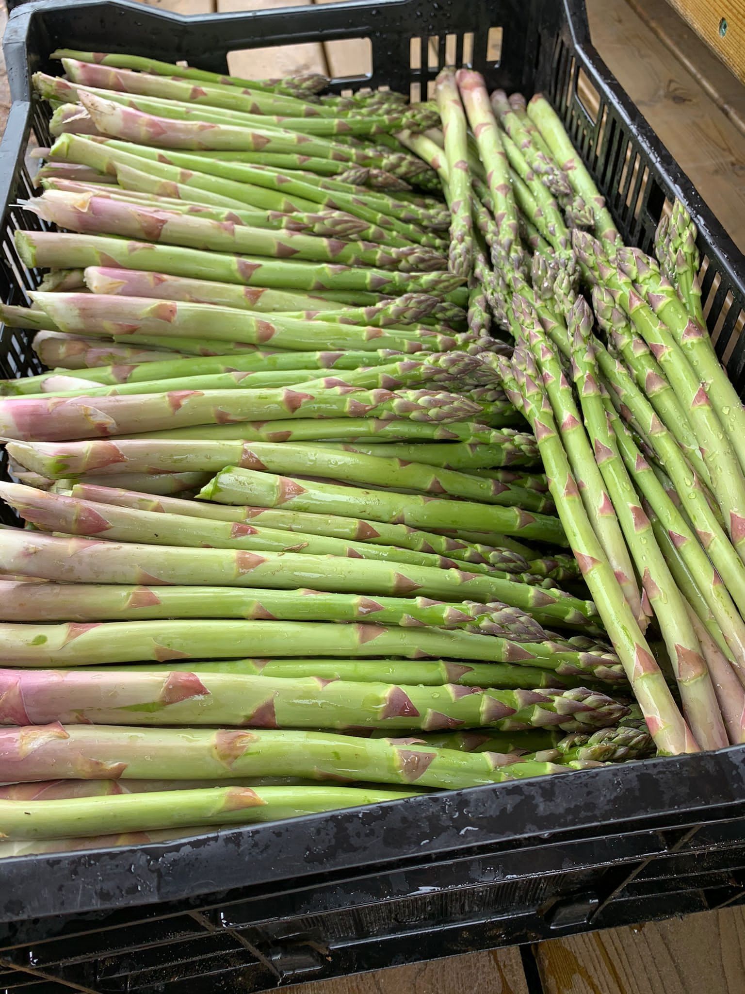 Freshly cut asparagus spears in a black harvest crate