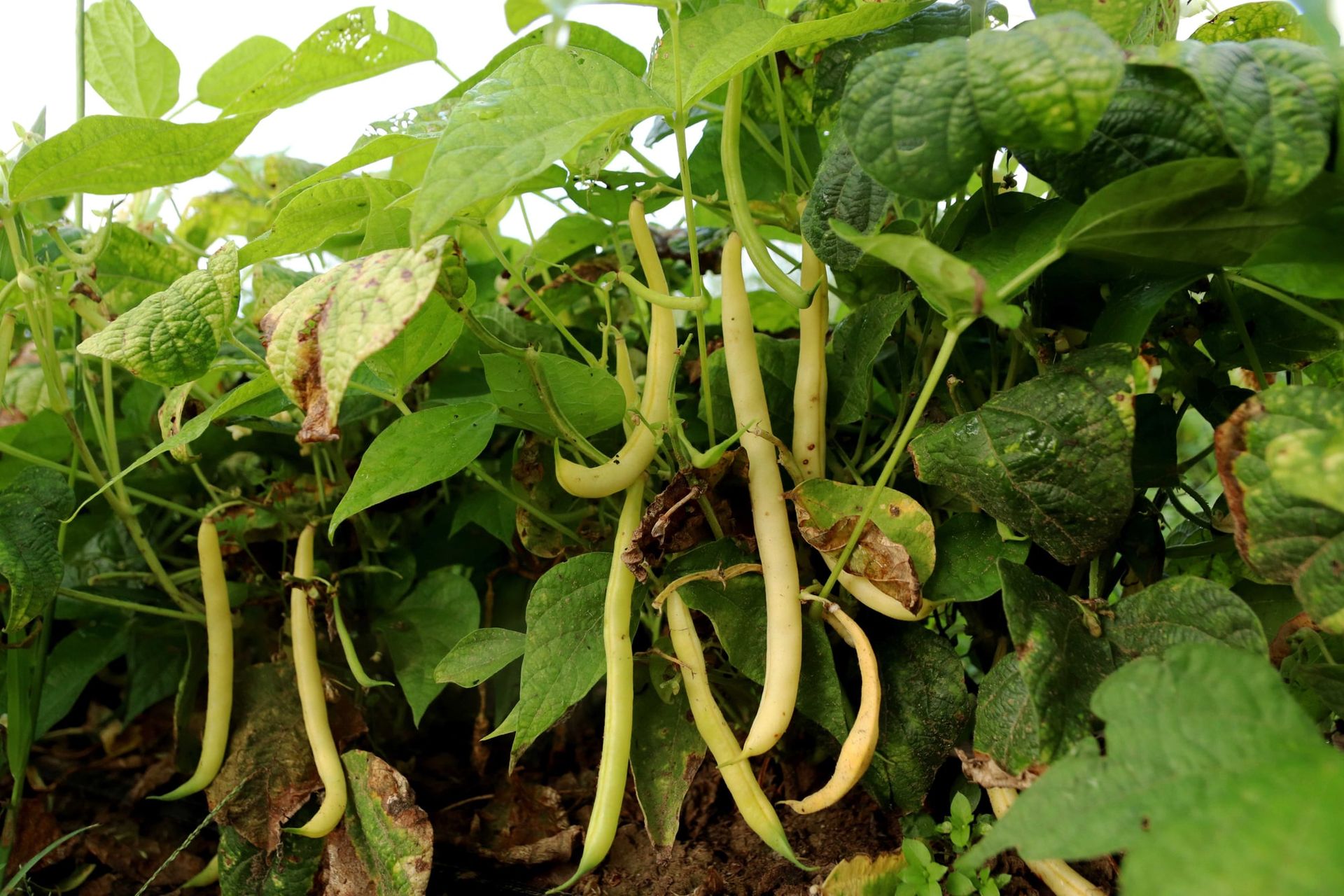 Yellow wax beans hanging from bean plants in the field
