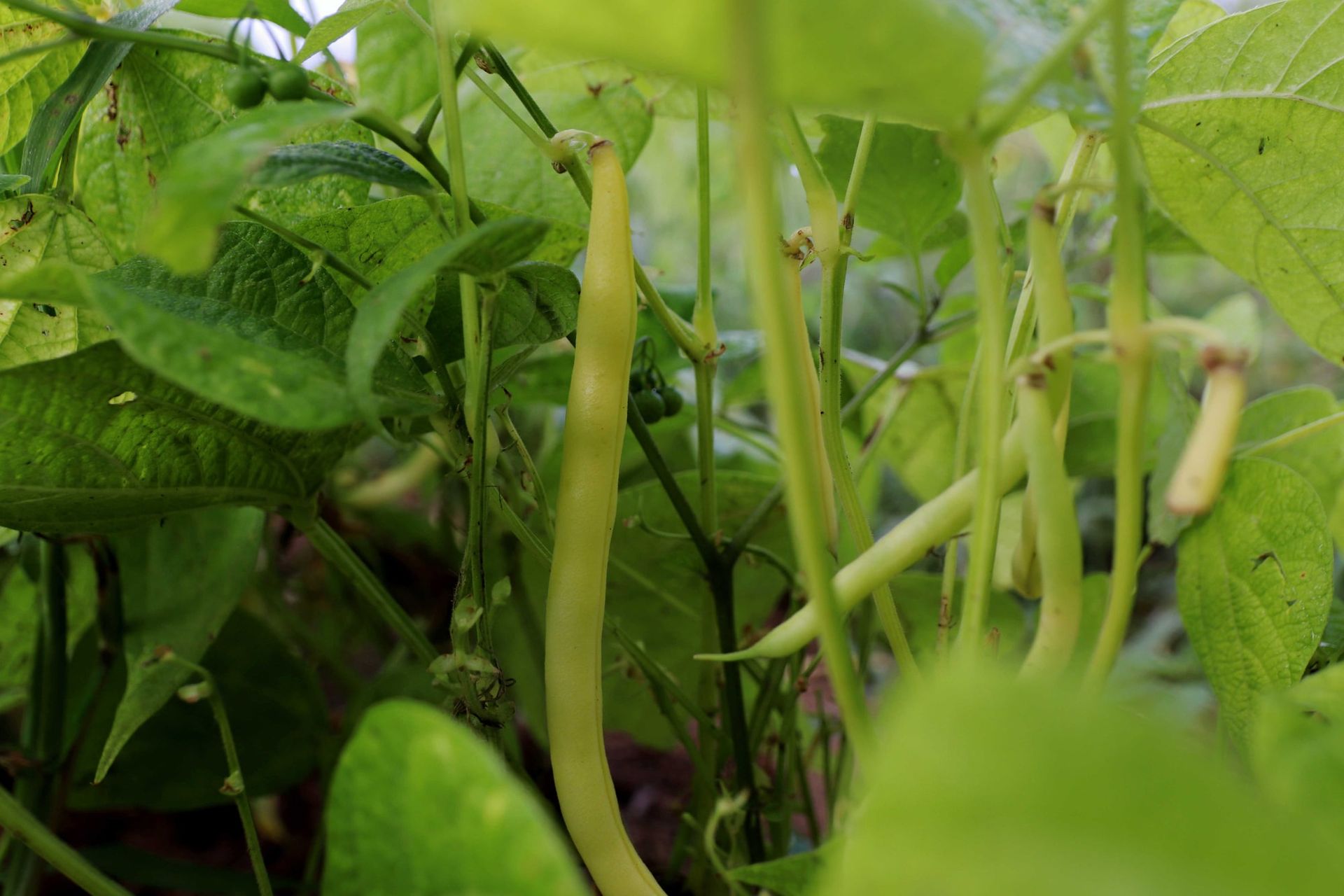 Close-up of yellow beans growing among green leaves