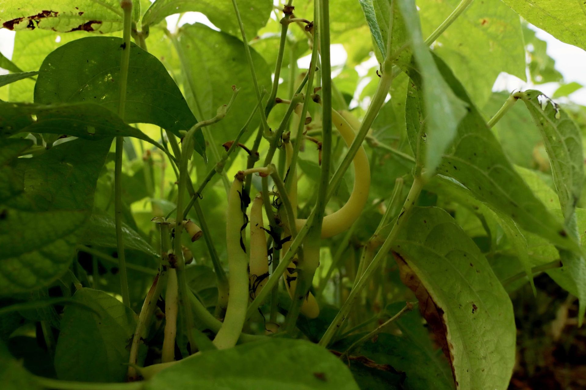 Bean plants with ripening yellow beans in the field