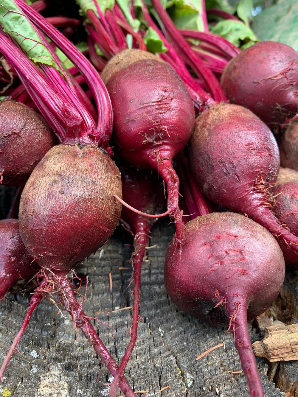 Freshly pulled red beets with their stems on a wooden board