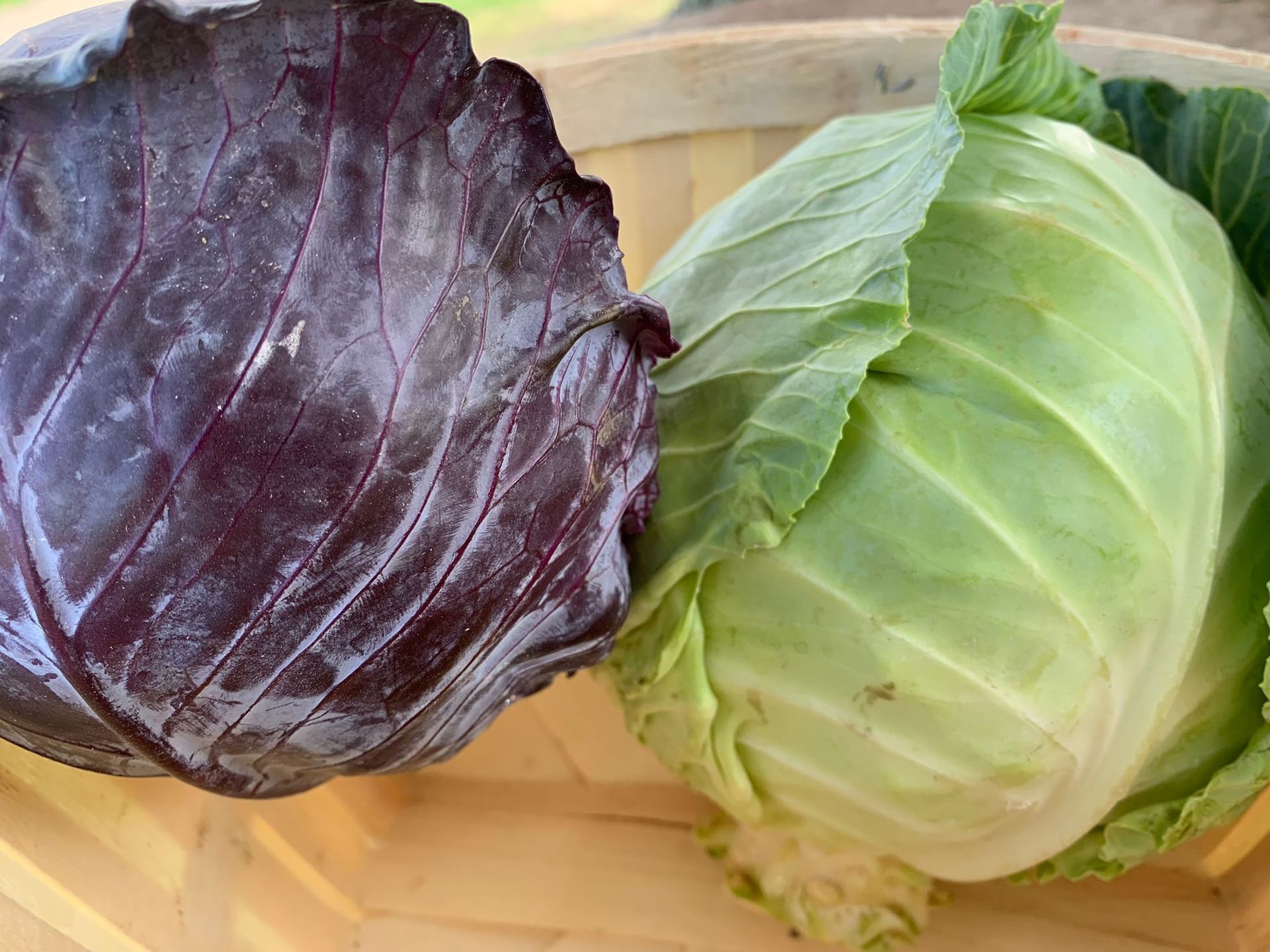 A head of red cabbage beside a head of green cabbage