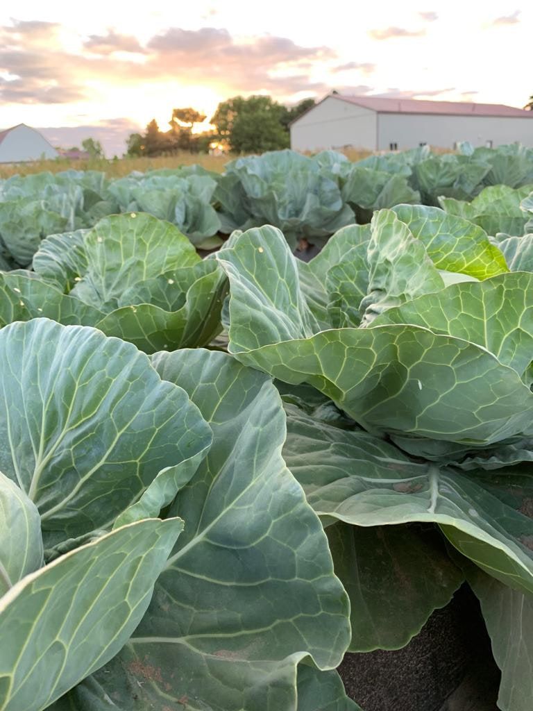 Rows of cabbage growing in the field at sunset
