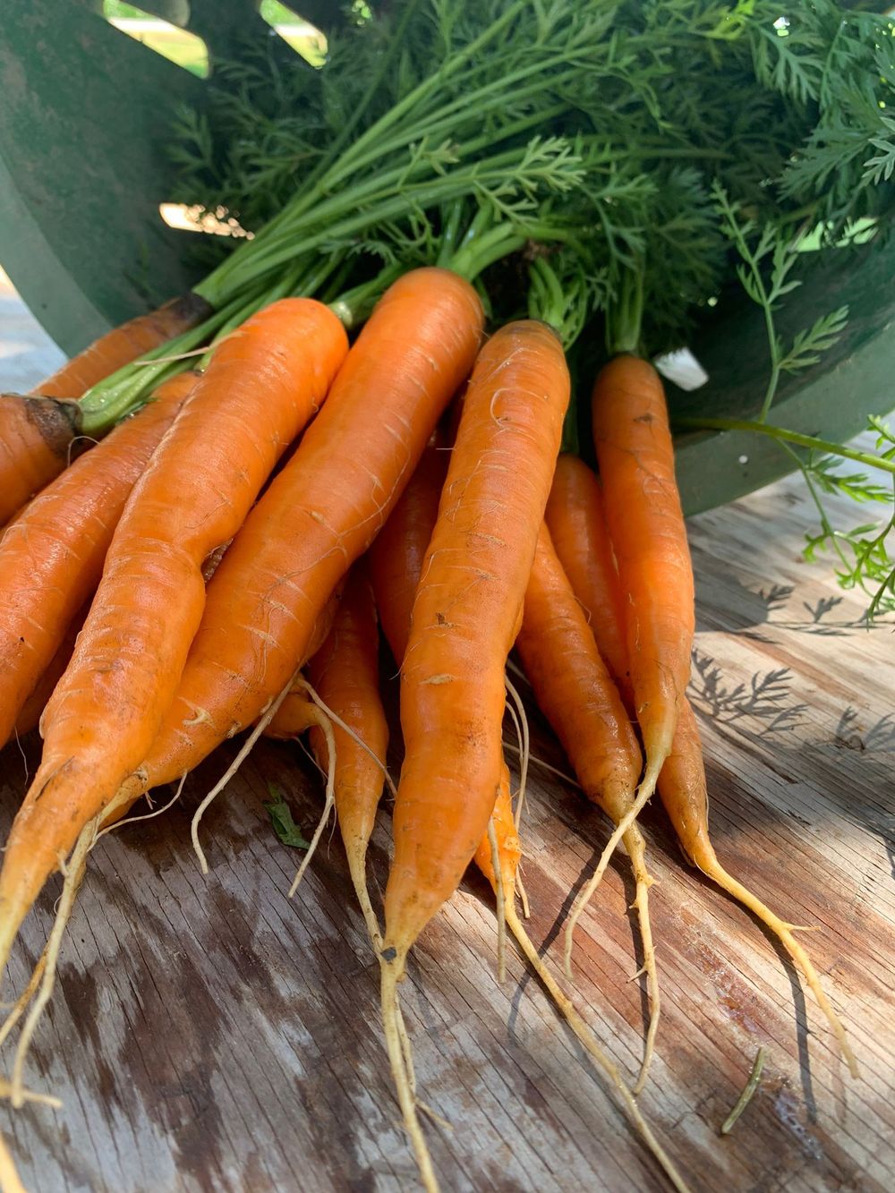 A bunch of freshly pulled orange carrots with green tops