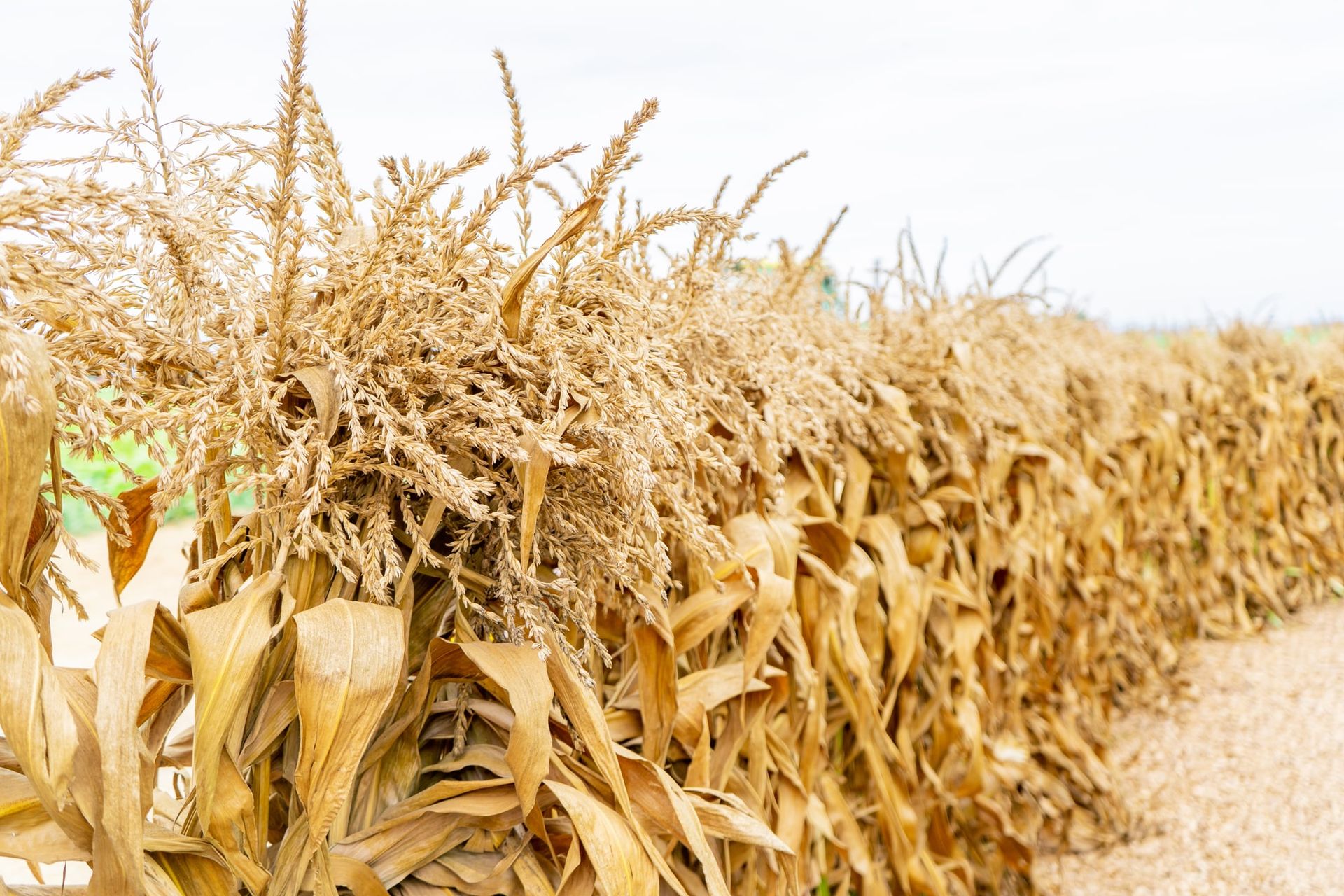 Dried corn stalks standing in the field in the fall