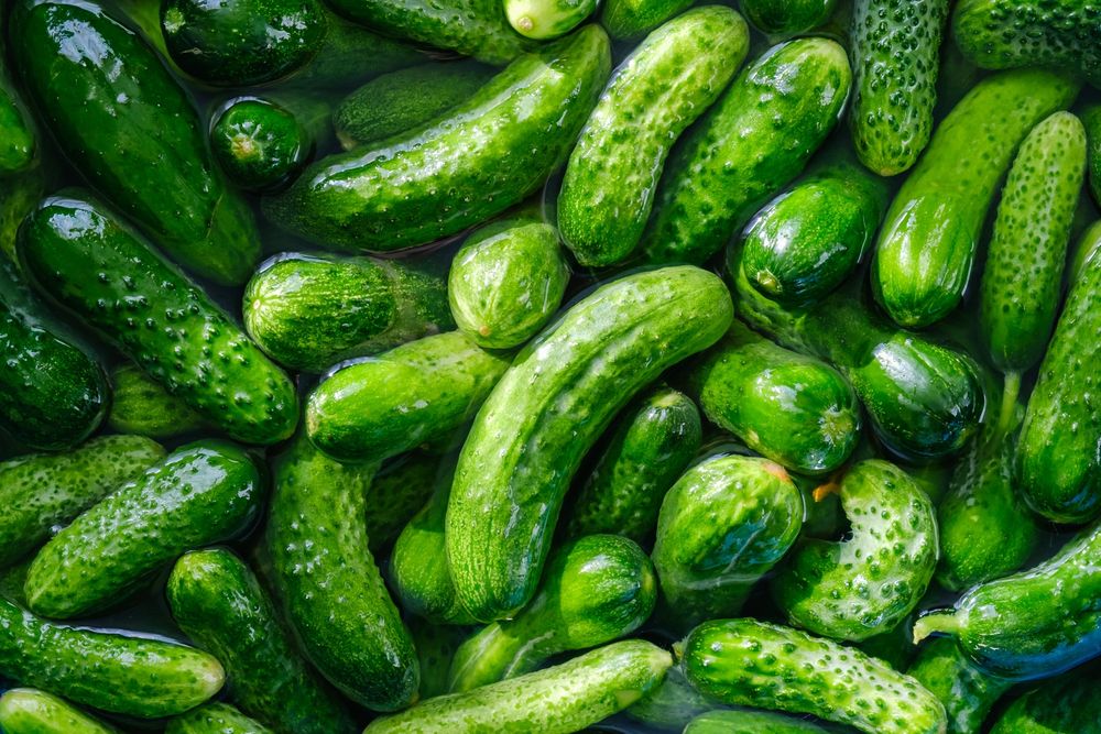 A pile of fresh pickling cucumbers
