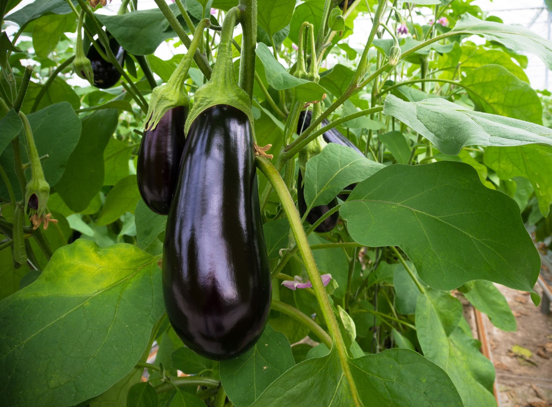 A glossy purple eggplant hanging on the plant