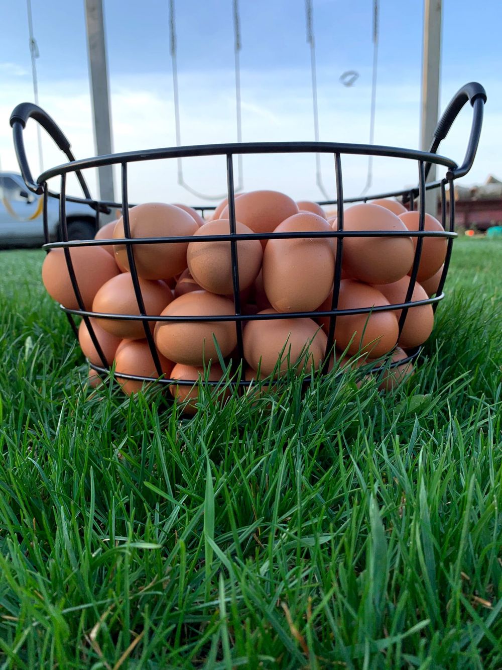 A wire basket of brown free-range eggs on the grass