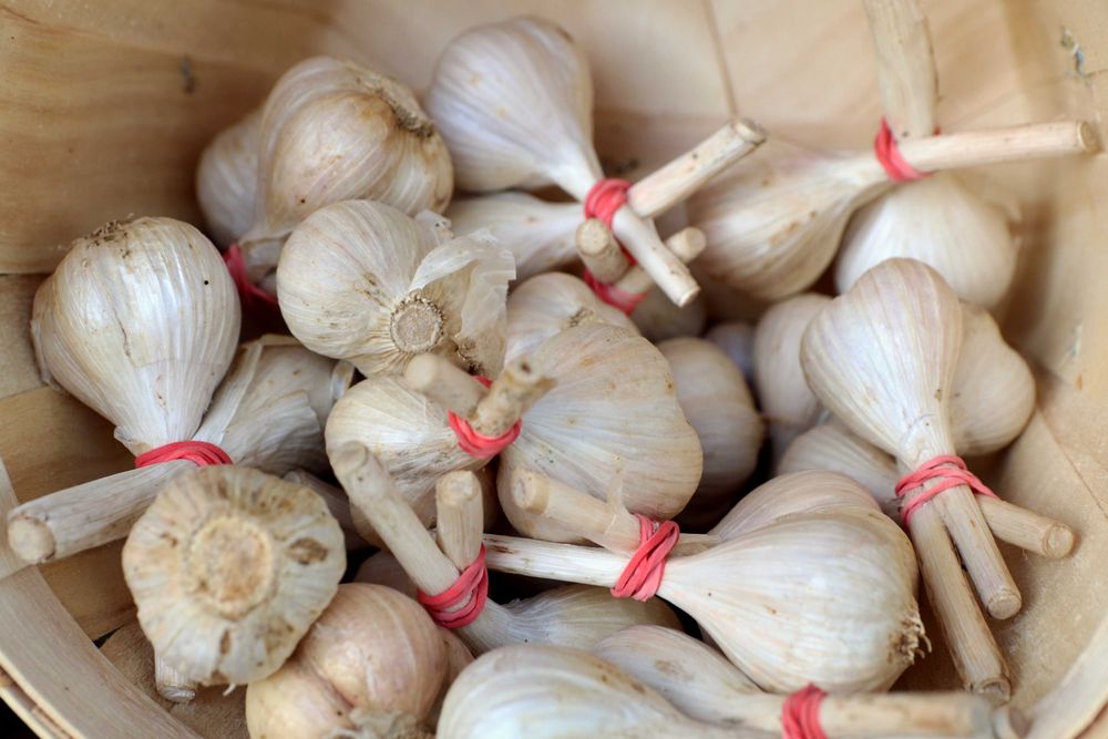 Bundles of fresh garlic bulbs tied with red string in a bushel basket