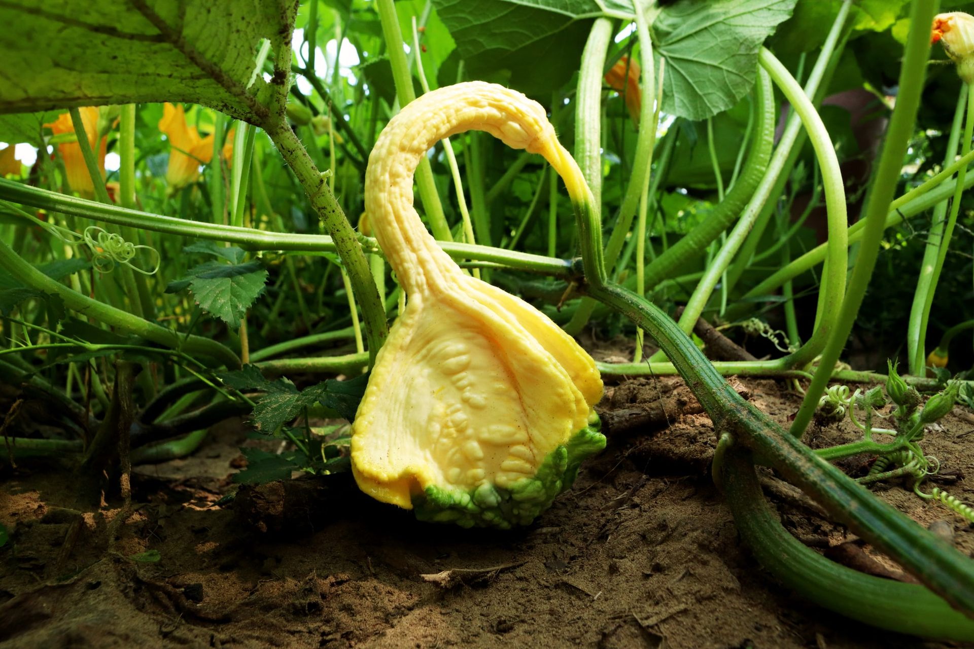 A yellow swan-neck gourd growing on the vine