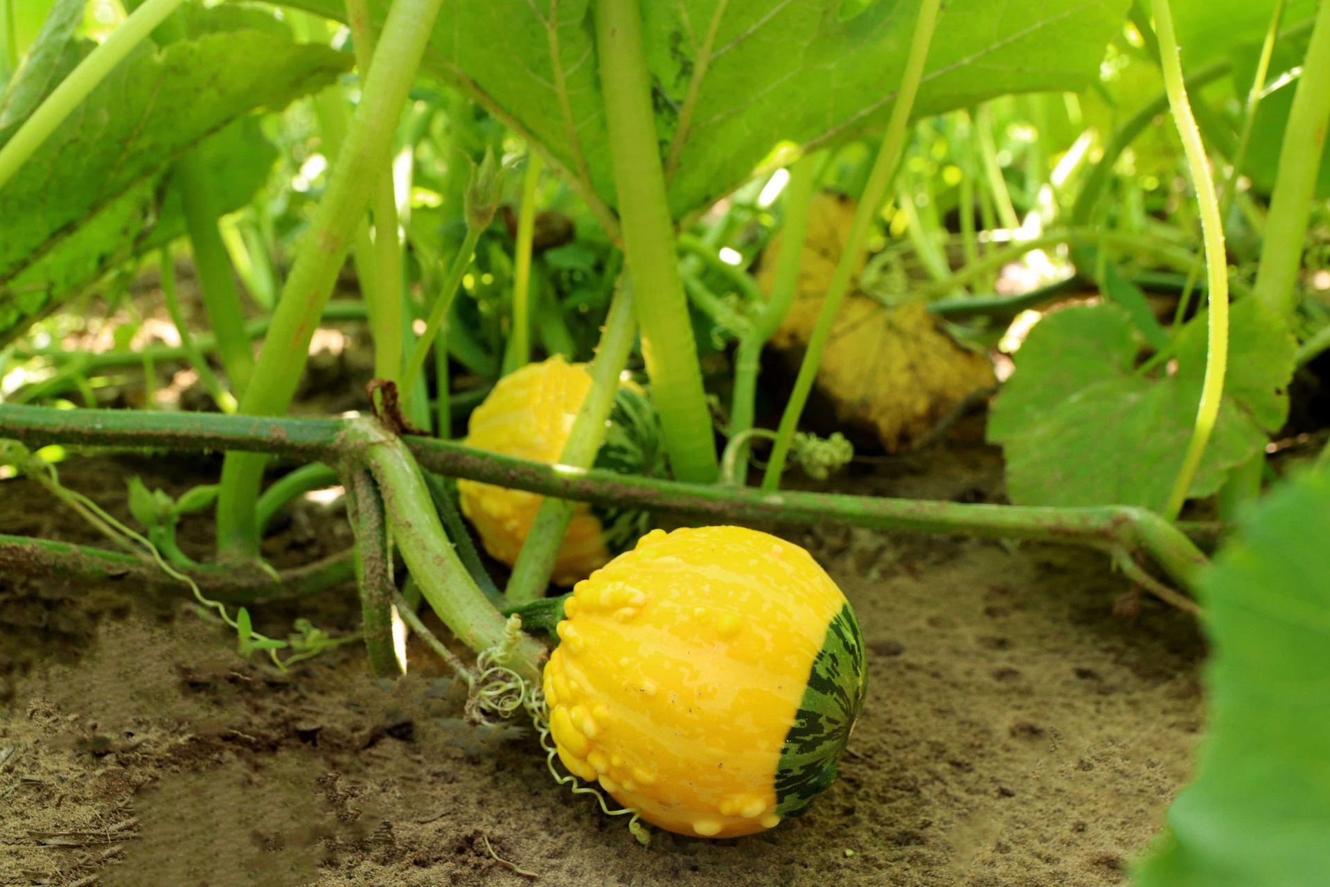 Small yellow and green gourds growing among the vines