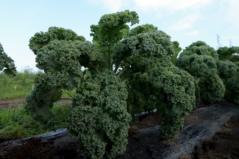 Curly green kale plants growing in a row