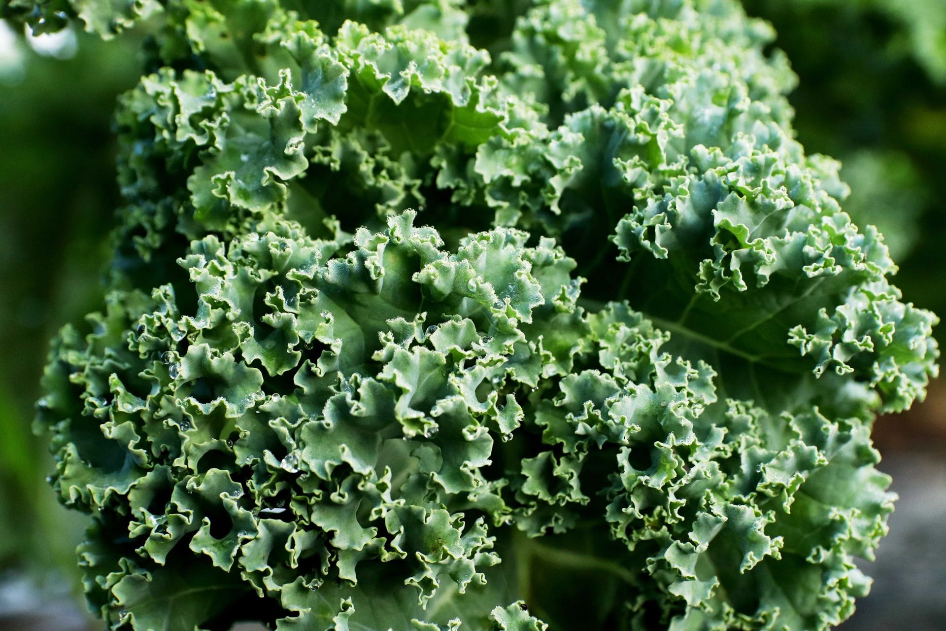 Close-up of curly green kale leaves