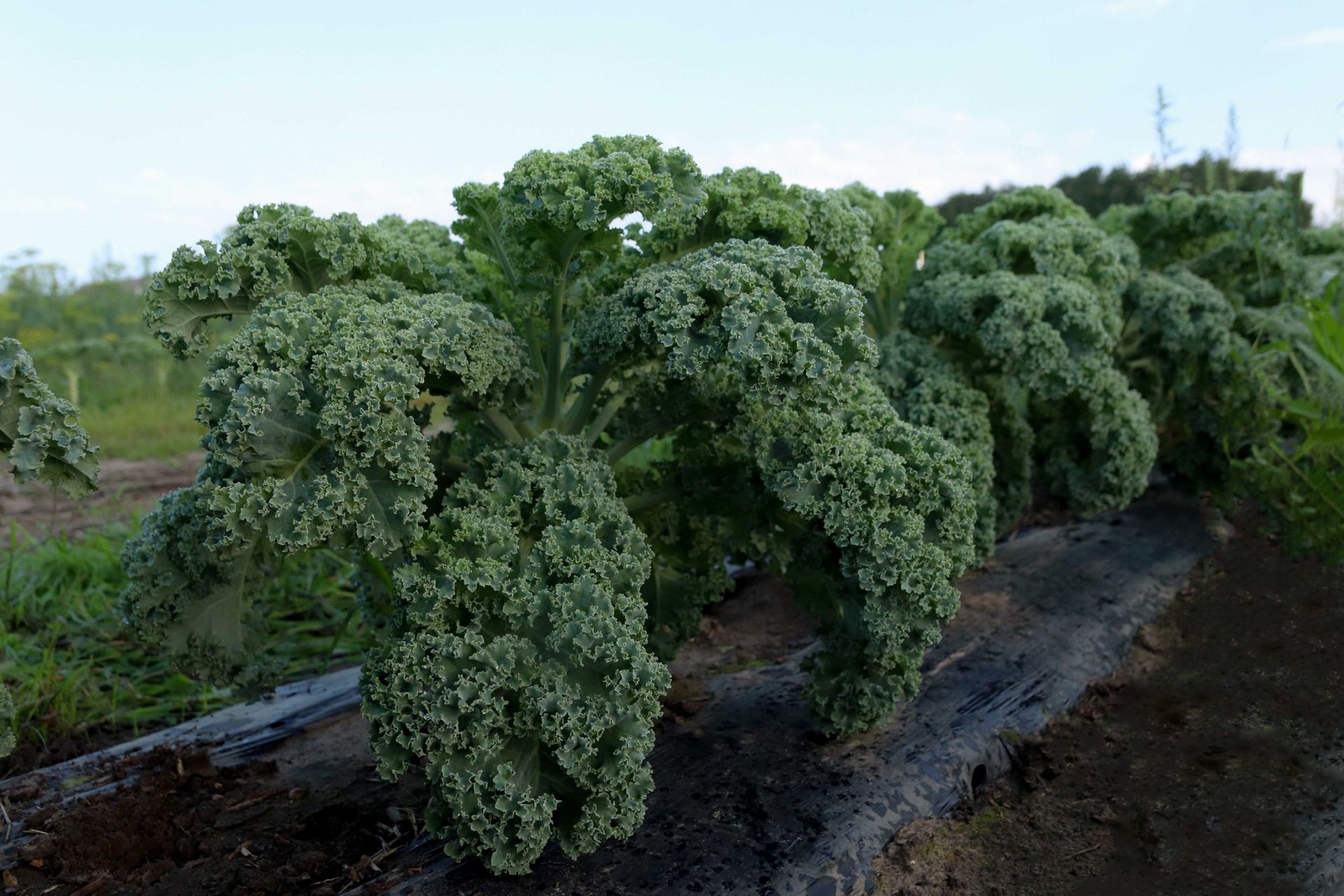 A row of curly kale growing in the field