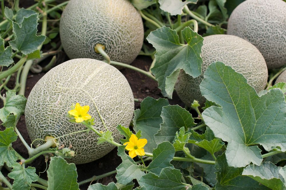Cantaloupes ripening on the vine with yellow flowers