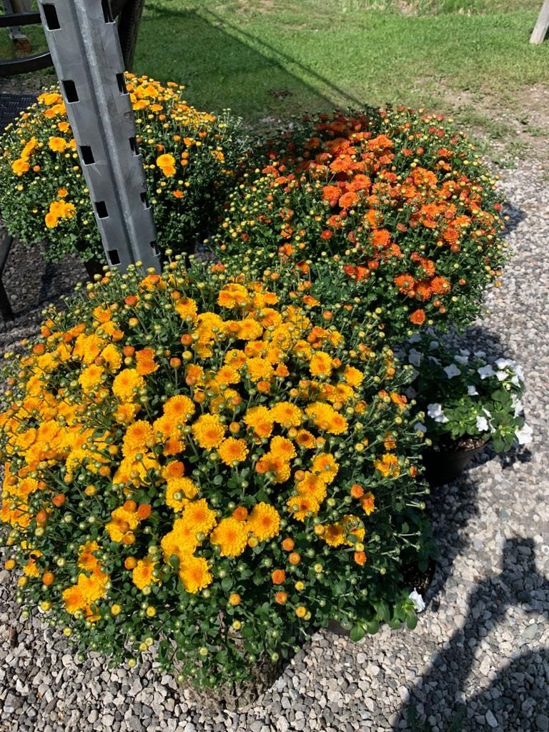 Potted orange and yellow mums at the farm market