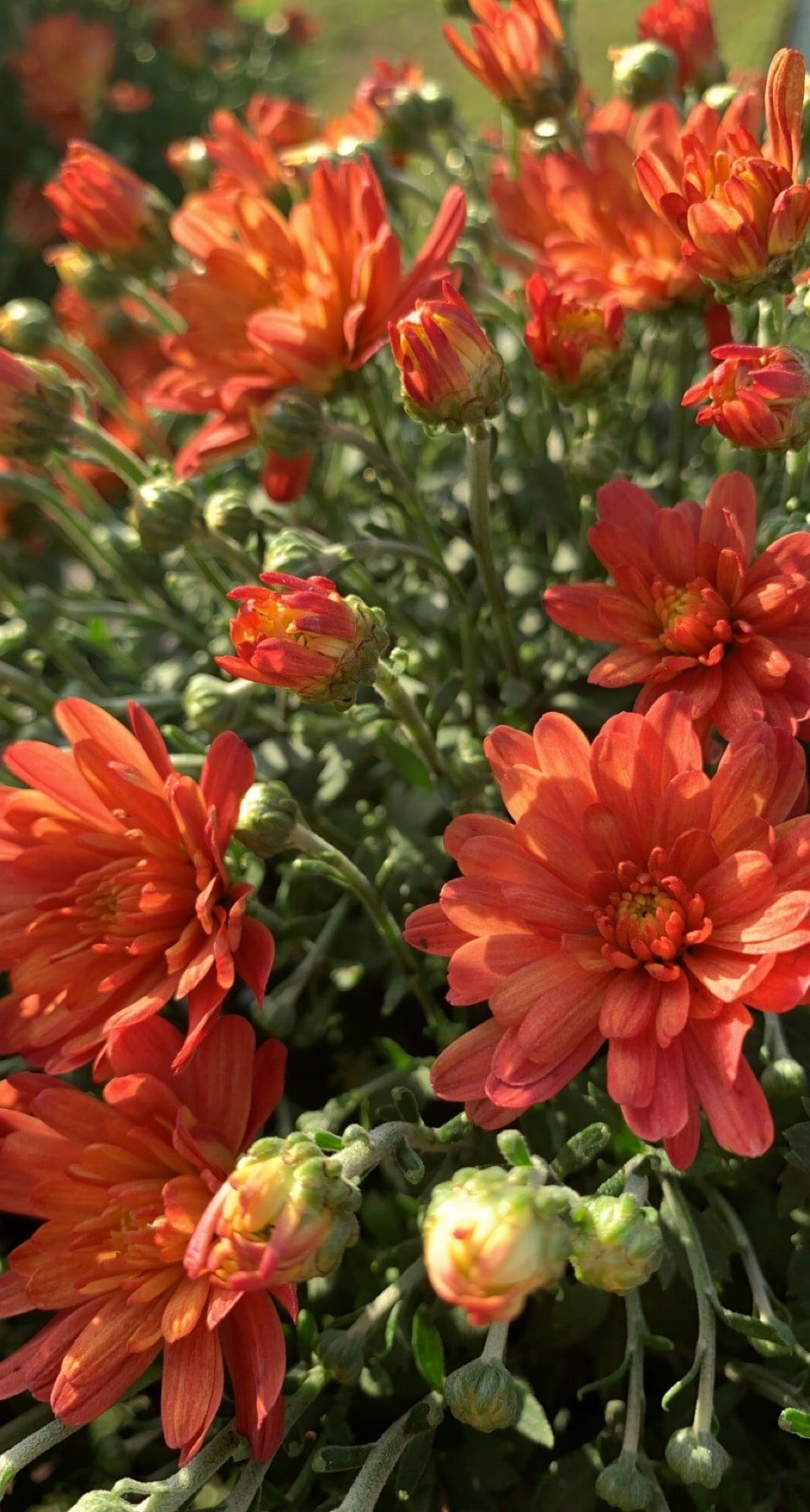 Bright orange mums in bloom