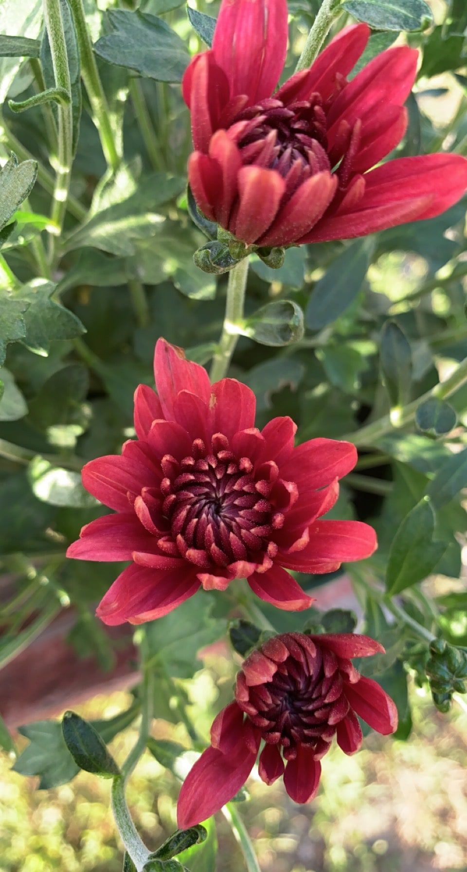 Deep red mums in bloom