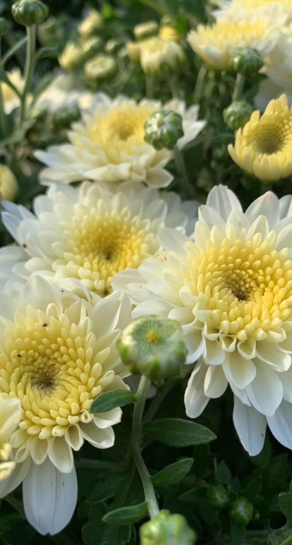 White mums with yellow centres