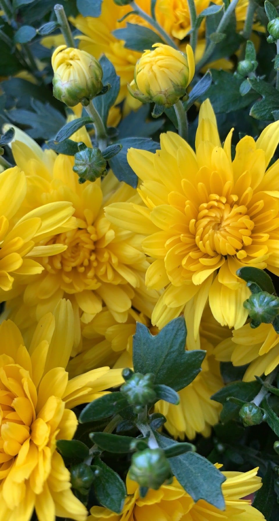 Bright yellow mums in bloom