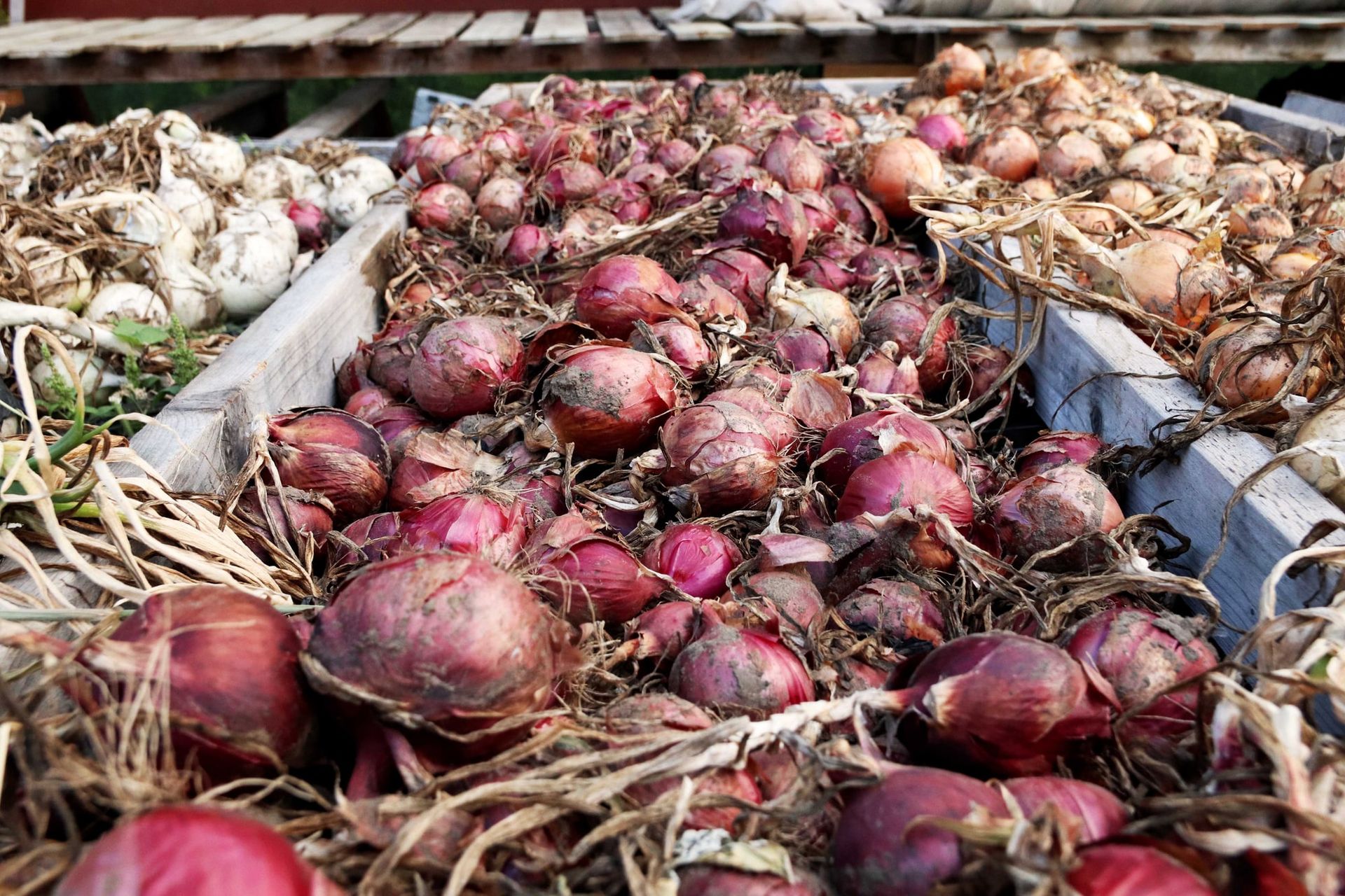 Freshly harvested red onions curing in wooden bins