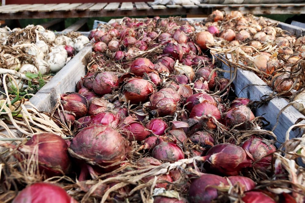 Freshly harvested red onions curing in wooden bins