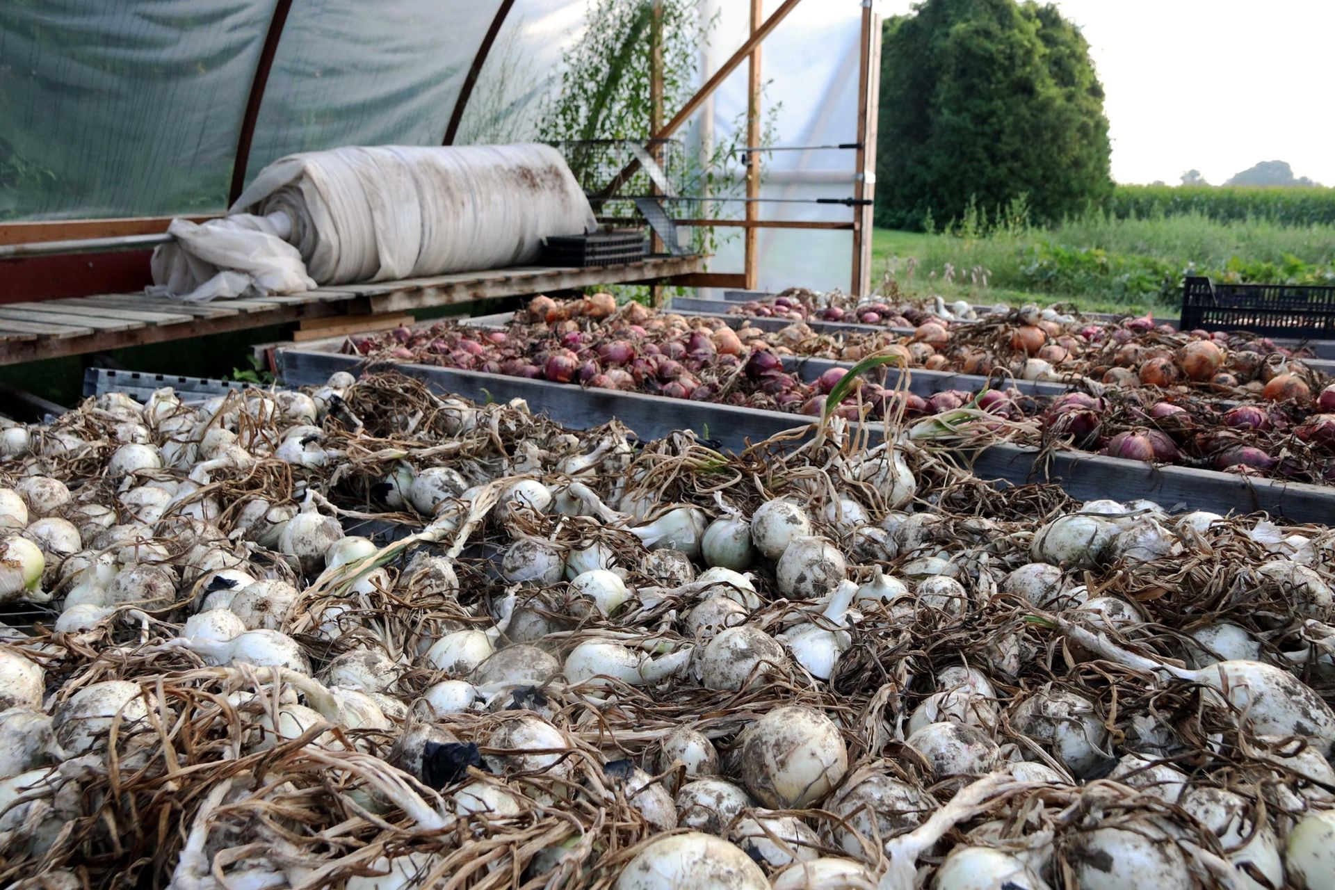 White onions curing on racks in the greenhouse