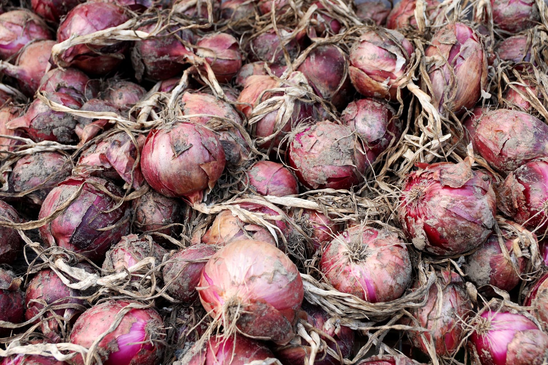 Close-up of freshly harvested red onions