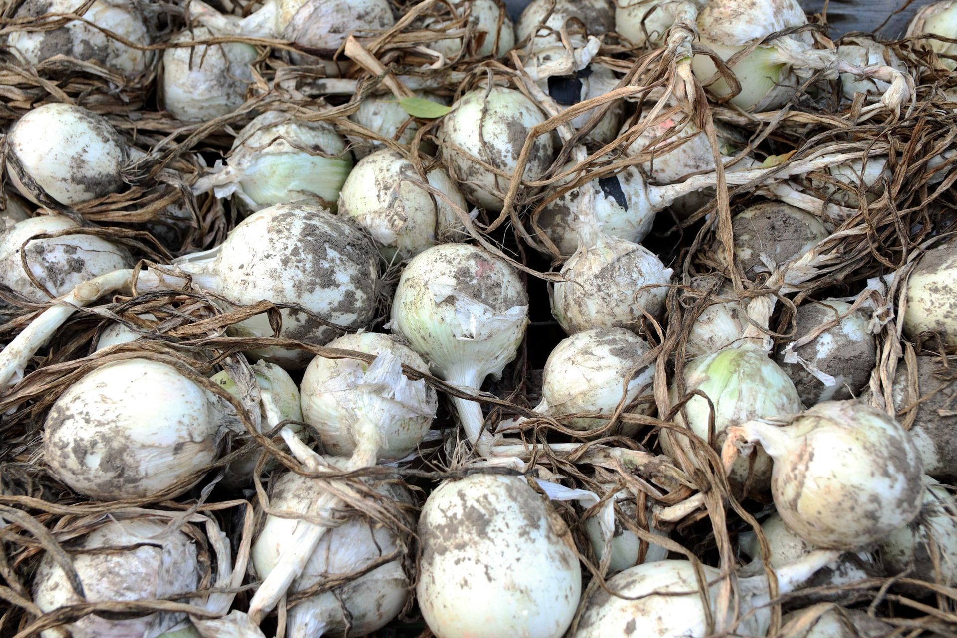 Close-up of freshly harvested white onions